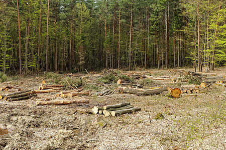 砍伐森林和伐木公园环境收成活力材料松树日志生态木头林业图片