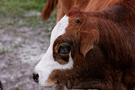 奶牛农村家畜农场场地国家奶制品牛奶小牛牛扒农田图片