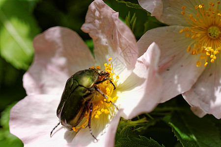 甲壳虫蛋白纤维物种甲虫正方形植物鲸鱼野生动物昆虫漏洞生物学花粉绿色图片