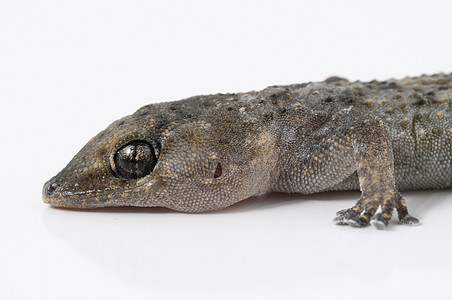 Gecko 蜥蜴皮肤棕色房子动物爬虫宏观白色爬行动物异国荒野图片