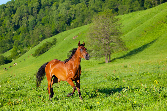 阿拉伯赛车手在绿色夏季草原上奔跑马匹牧场哺乳动物良种速度马术运动自由场地天空图片