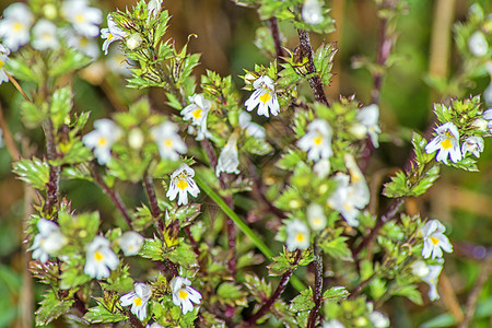 Euphrasy植物草本眼药水蓝色草本植物黑色宏观花序医疗康复图片