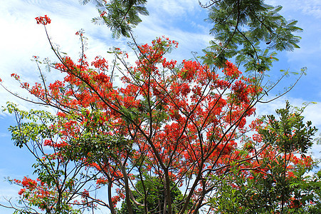 蓝天空下的鲜花Poinciana蓝色花瓣公园天空树叶植物橙子火焰季节热带图片