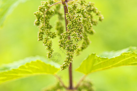 布伦塞勒门 纳谢雷族长救命植物园疗法花园稻草健康植物菠菜医学球座图片