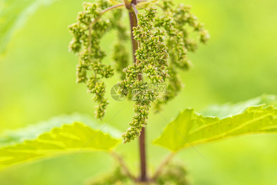 布伦塞勒门 纳谢雷族长救命植物园疗法花园稻草健康植物菠菜医学球座图片