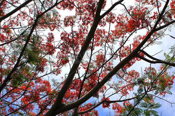 蓝天空下的鲜花Poinciana季节橙子天空树叶热带公园火焰蔷薇花瓣植物图片