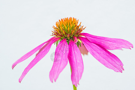 锥花 伊契纳塞亚植物自然花瓣草本叶子紫色草本植物制药药品粉色图片