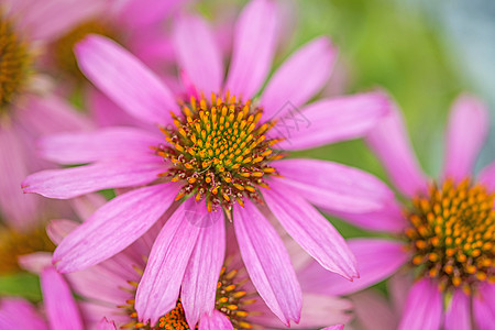 花锥花 伊契纳塞亚粉色紫色荒野草本自然植物制药植物群花园园艺图片