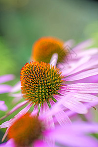 花锥花 伊契纳塞亚叶子药品紫色自然团体锥花粉色花瓣植物群疗法图片