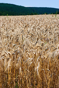 小麦颗粒植物面粉国家农村粮食材料谷物金子季节图片