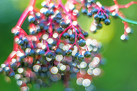 长莓黑色植物场地高光季节长老药品水果食物图片
