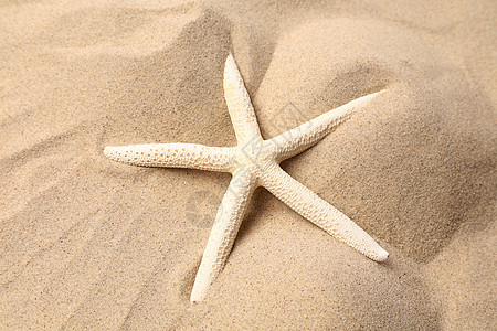 白海星在沙滩上图片