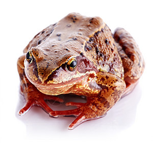青蛙野生动物棕色生物丑陋牛蛙宠物小动物眼睛生物学生活图片