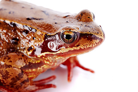 棕青蛙的肖像宠物小动物牛蛙青蛙生活生物学动物野生动物眼睛脊椎动物图片
