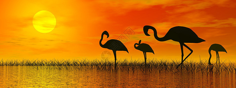 日落时的火烈鸟  3D转化海滩植物荒野热带羽毛支撑插图动物群动物野生动物图片