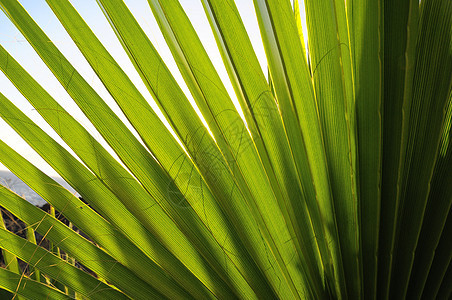 绿棕榈假雨林生长森林环境阳光叶子热带丛林绿色图案图片