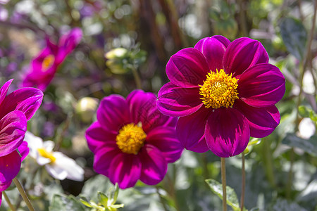 有各种各样的花的美丽的五颜六色的花园美化草地植物学植物红色植物群园林紫色绿化生长图片