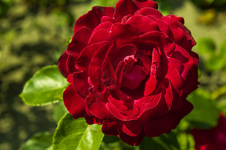 红玫瑰花瓣美丽红色生长叶子公园季节植物花园活力图片