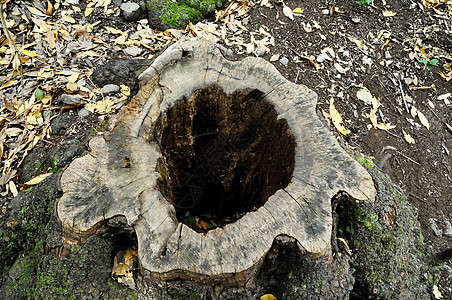 一块纹质木棕色森林植物材料树干松树木材自然历史树木图片