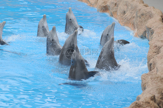 蓝色水上的灰色海豚野生动物娱乐荒野水族馆生活生物鲸鱼鼻子水池脚蹼图片