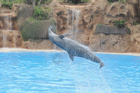 蓝色水上的灰色海豚生物乐趣力量鲸鱼瓶子野生动物海洋生活娱乐鼻子图片