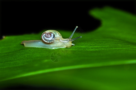 星针动物日光粘液鼻涕虫天线昆虫螺旋叶子宏观害虫图片