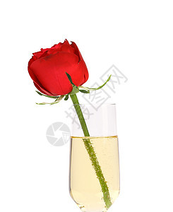 红玫瑰在香槟的杯子嘶嘶金子白色工作室玫瑰液体玻璃气泡红色饮料图片