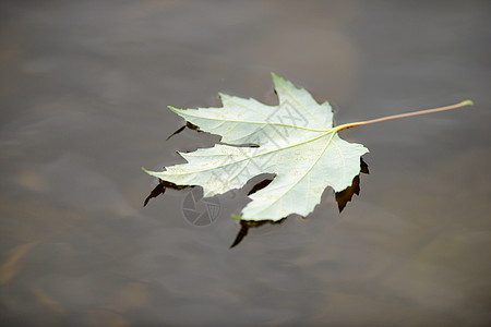 池塘中的千秋叶图片