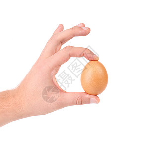 人手握着棕色精细鸡蛋母鸡健康包装手指检查生产饮食营养食物农场图片