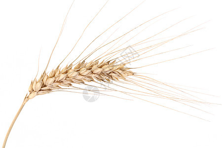 小麦耳朵粮食宏观农业白色植物生长食物农场黄色场地图片