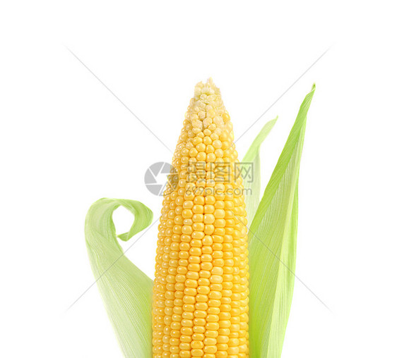 新鲜大原生玉米可可b图片