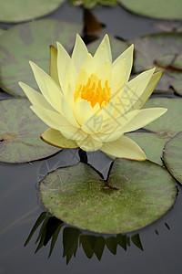 在池塘里给莉莉浇水花瓣植物学阳光明信片环境季节荒野植物百合树叶图片