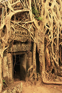 Tapromh寺庙 吴哥地区 暹粒建筑学遗产古董舞会荒野植物建筑地标旅行纪念碑图片