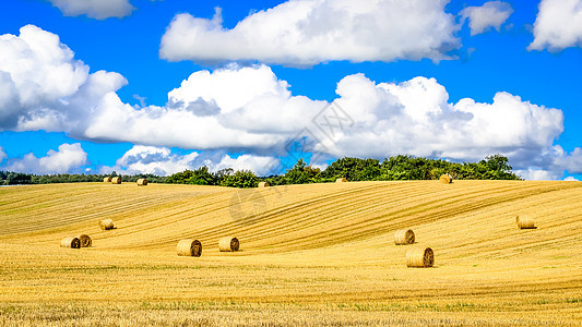 带草粒和蓝云天空的小麦田图片