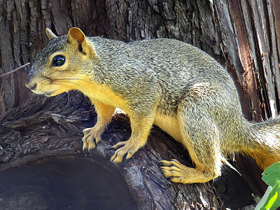 东狐松鼠坐在树上野生动物松鼠哺乳动物荒野动物图片