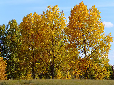 秋色的棉花木树背光公园叶子树叶图片