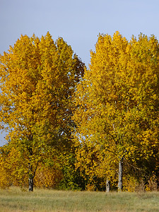 秋色的棉花木树叶子树叶公园背光图片