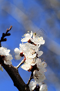 樱花与花园白色黄色天空花瓣蓝色植物群花朵宏观花束图片