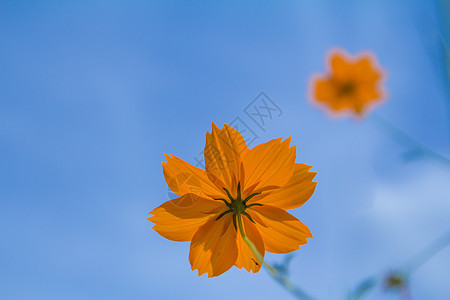 黄花花粉环境活力植物群农村热带天空草地蓝色宇宙图片