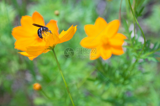 黄花食物蜂蜜植物蓝色蜜蜂花园雌蕊天空宇宙植物群图片