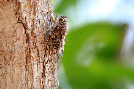 Cicada 胶状宏观野生动物刺槐翅膀热带植物昆虫图片