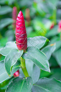 红姜野花生长衬套植物群花园丛林异国荒野植物植物学图片