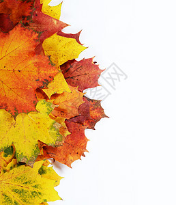 秋季树叶 为文字留出空白季节白色黄色橙子叶子绿色红色图片