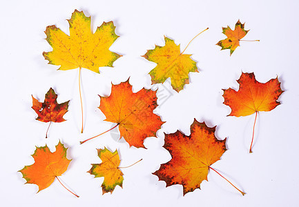 秋季假期收藏叶子季节绿色红色橙子黄色树叶白色图片