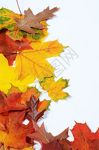 秋季树叶 为文字留出空白红色框架景观绿色边界白色橙子橡木叶子季节图片