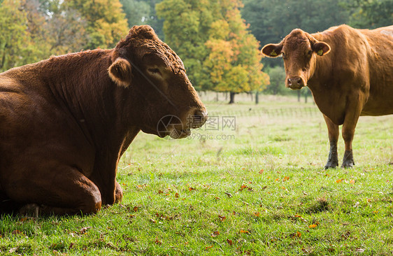 在草原中休息的大棕色奶牛生气动物牧场农村绿色农业国家乡村农田场地图片