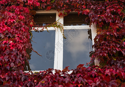 红色和绿色常春藤围在小屋的窗户周围杂草藤蔓植物学乡村植物建筑学叶子生长植被建筑图片