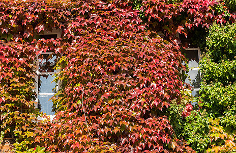 红色和绿色常春藤围在小屋的窗户周围爬行者生长植物植被房子树叶建筑登山者植物学乡村图片