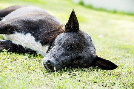 一只黑狗睡在绿色草地上1图片