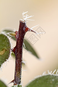 玫瑰的刺上宏观植物群水果植物玫瑰花园尖刺叶子雾凇季节图片